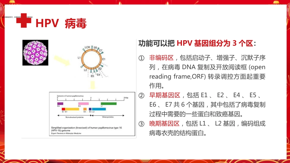 宫颈癌疫苗与HPV PPT【25页】_第7页