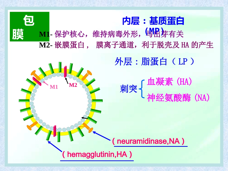 流感病毒【28页】_第10页