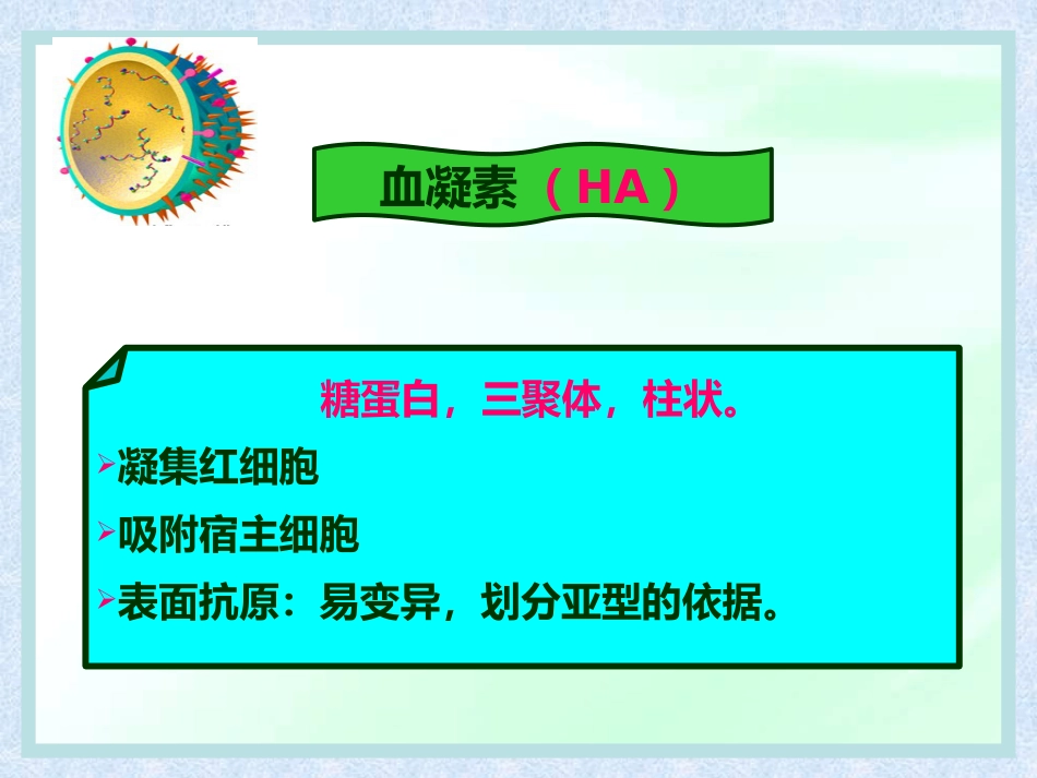 流感病毒【28页】_第11页