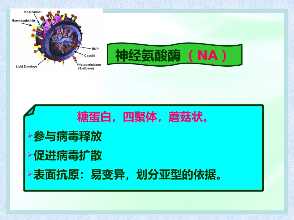 流感病毒【28页】_第12页