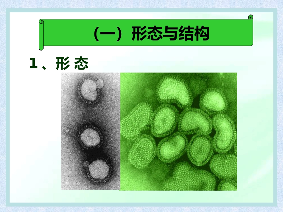 流感病毒【28页】_第7页