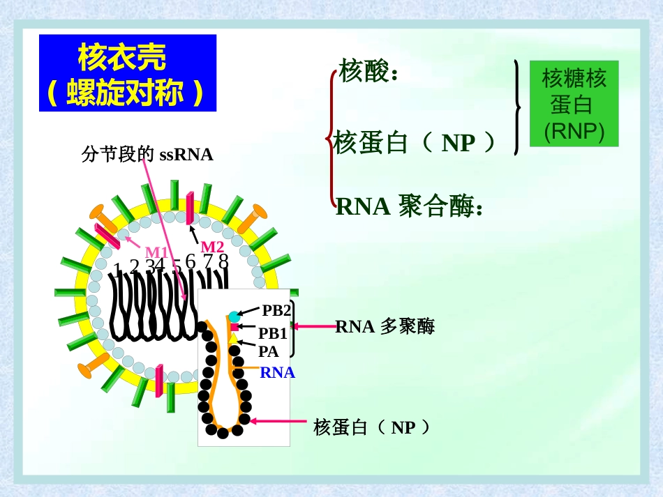 流感病毒【28页】_第9页