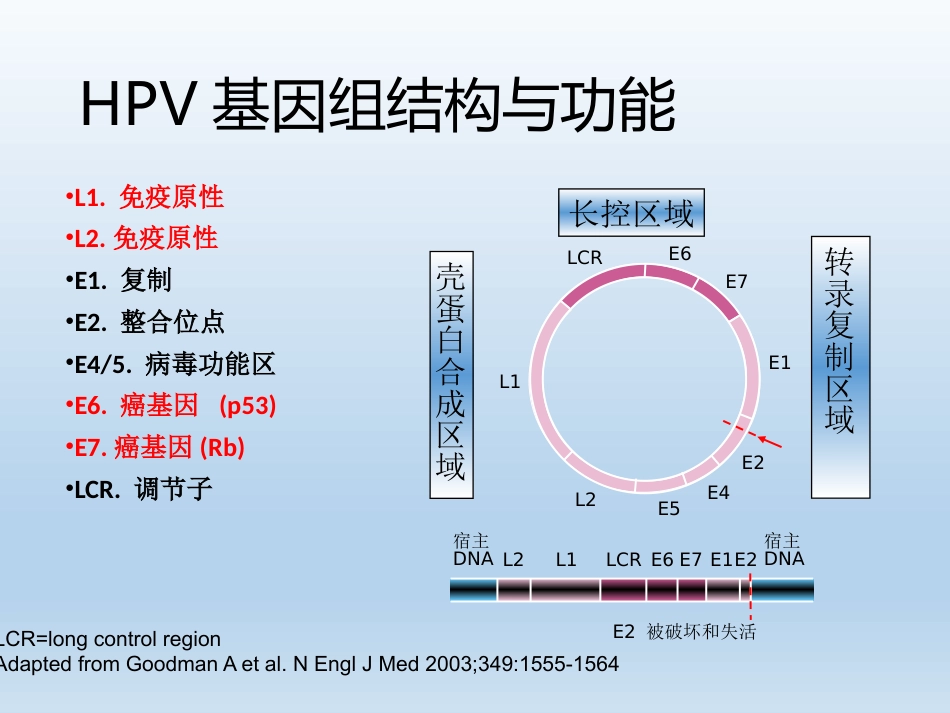 HPV检测及临床应用【33页】_第7页