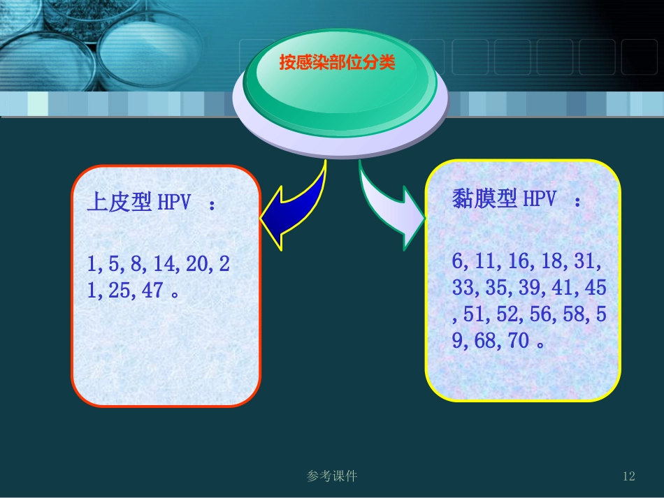 HPV感染与宫颈癌关系【34页】_第12页