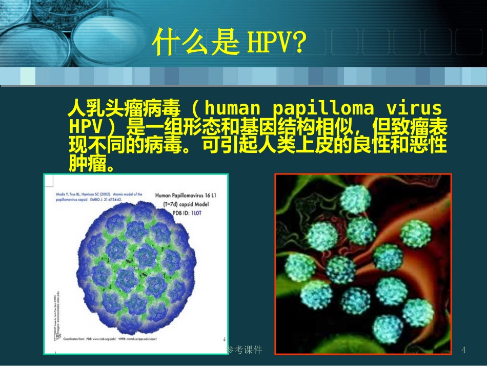 HPV感染与宫颈癌关系【34页】_第4页