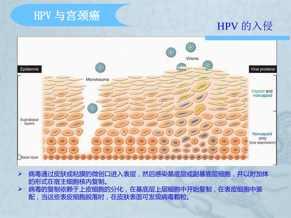 HPV分型在宫颈癌检测中意义【37页】_第13页