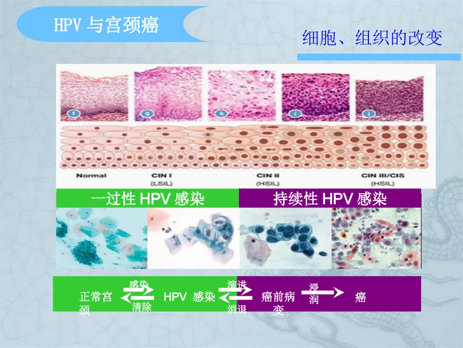 HPV分型在宫颈癌检测中意义【37页】_第14页