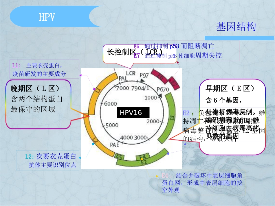 HPV分型在宫颈癌检测中意义【37页】_第6页