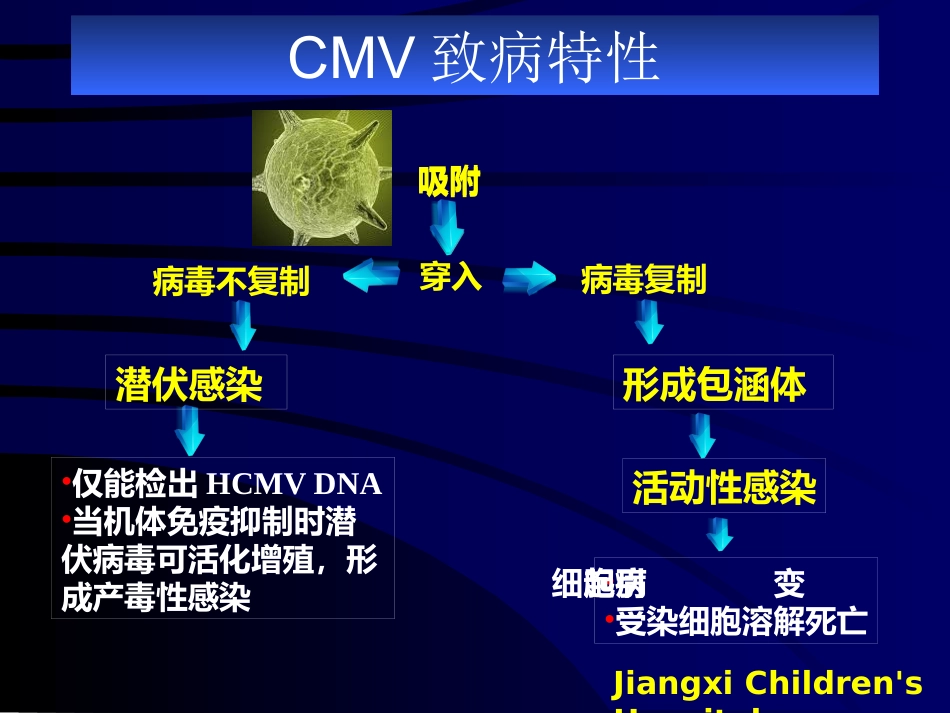 巨细胞病毒【49页】_第10页
