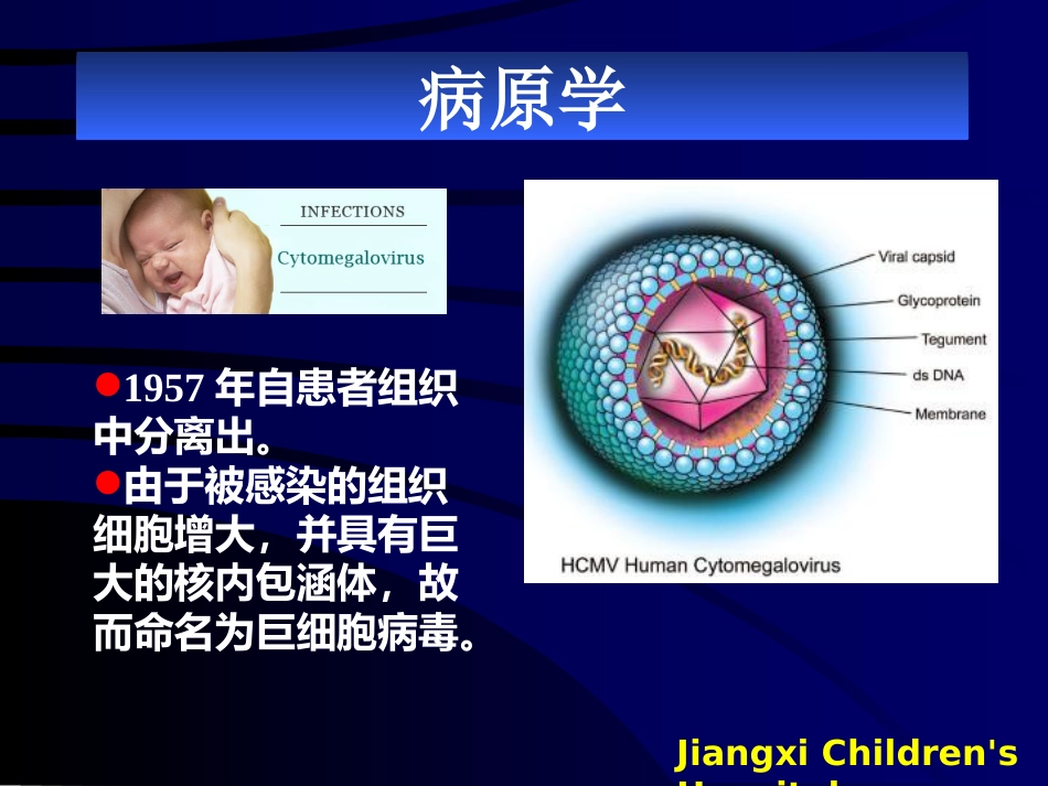 巨细胞病毒【49页】_第2页