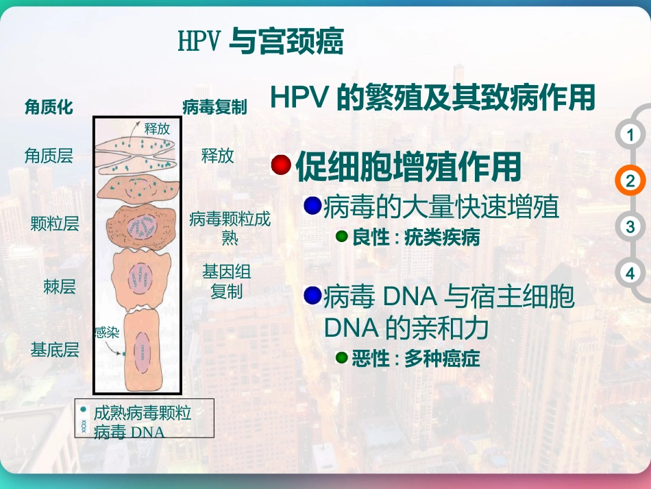 HPV DNA分型与临床 PPT【51页】_第10页