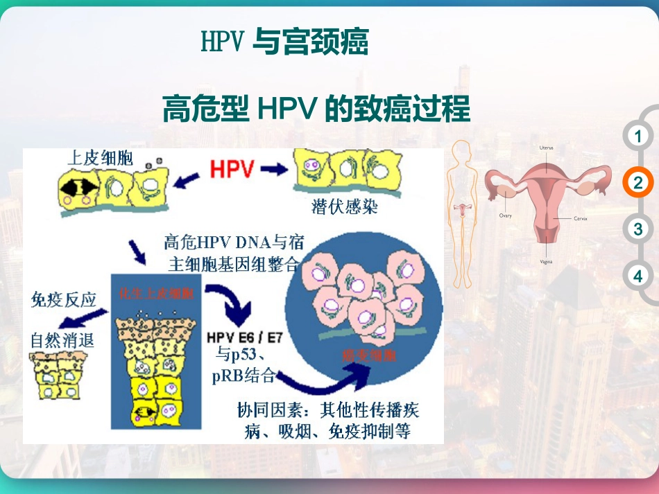 HPV DNA分型与临床 PPT【51页】_第11页