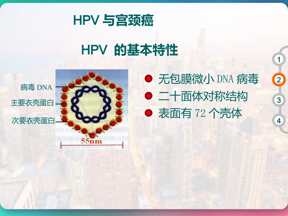 HPV DNA分型与临床 PPT【51页】_第4页