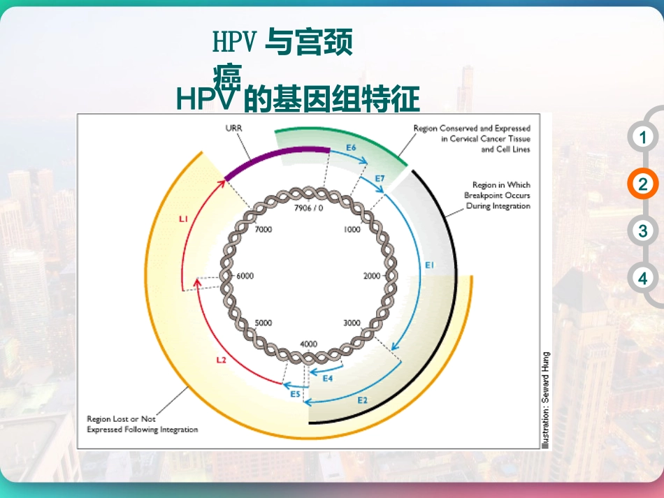 HPV DNA分型与临床 PPT【51页】_第6页