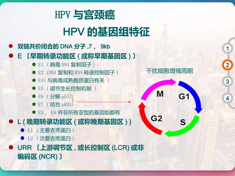 HPV DNA分型与临床 PPT【51页】_第7页