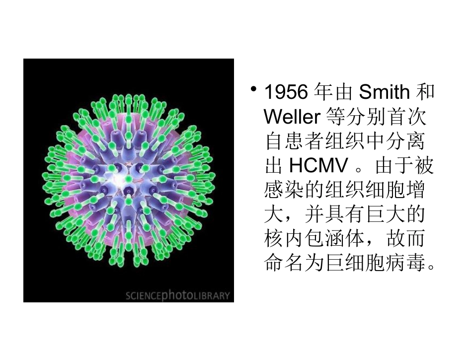 巨细胞病毒感染 wwy【55页】_第2页