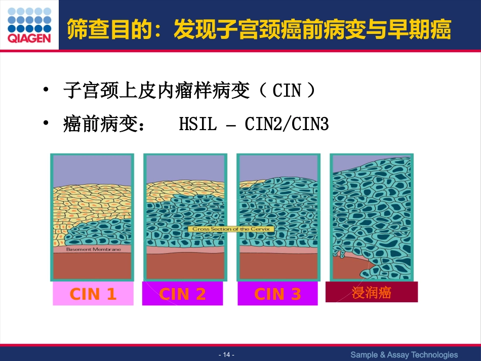 HPV与宫颈癌筛查【63页】_第14页