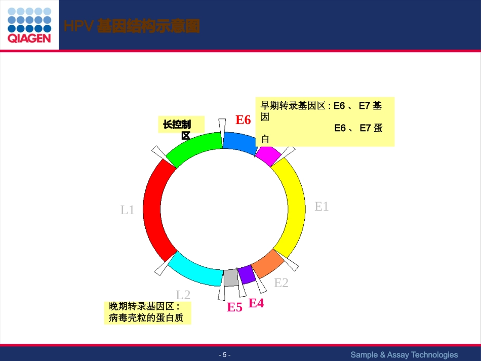 HPV与宫颈癌筛查【63页】_第5页