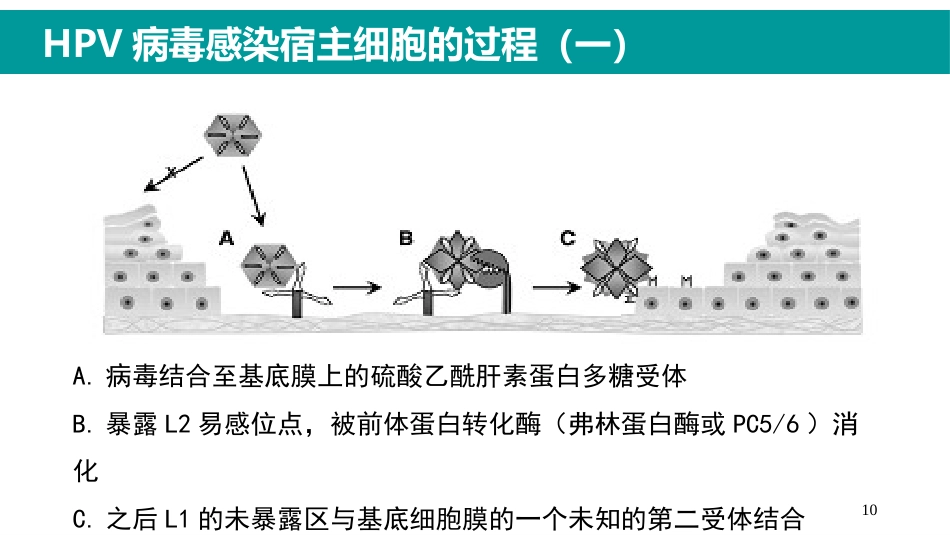 HPV感染与临床防治-妇科左宏玲【63页】_第10页