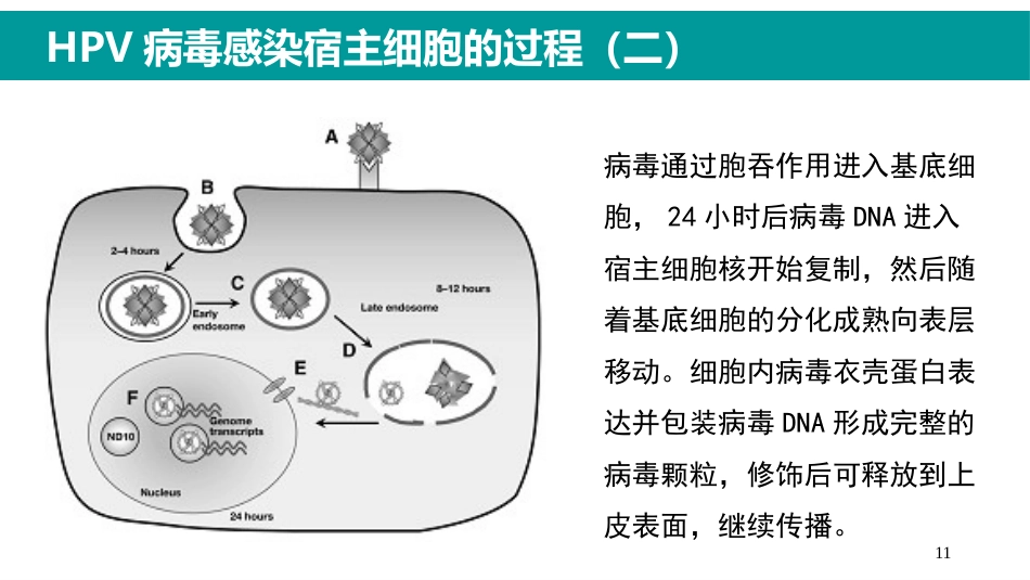 HPV感染与临床防治-妇科左宏玲【63页】_第11页