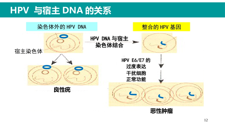 HPV感染与临床防治-妇科左宏玲【63页】_第12页