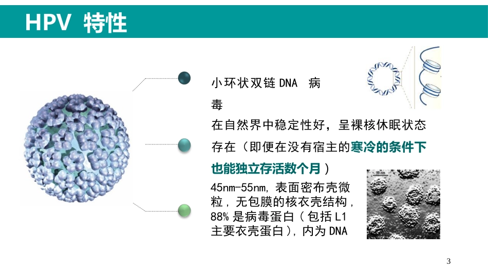 HPV感染与临床防治-妇科左宏玲【63页】_第3页