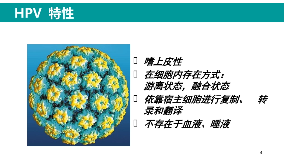 HPV感染与临床防治-妇科左宏玲【63页】_第4页