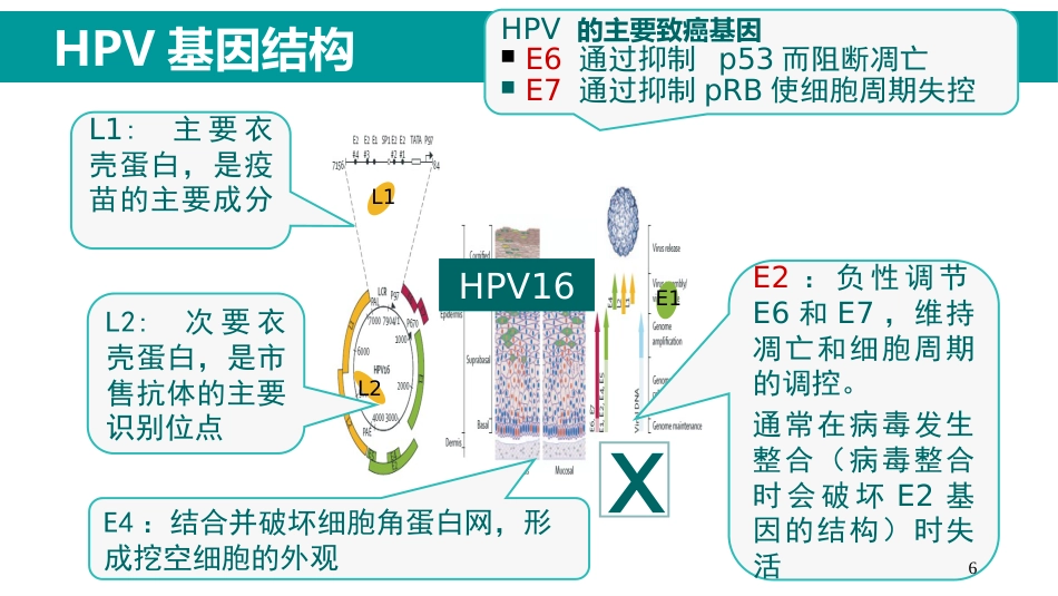 HPV感染与临床防治-妇科左宏玲【63页】_第6页