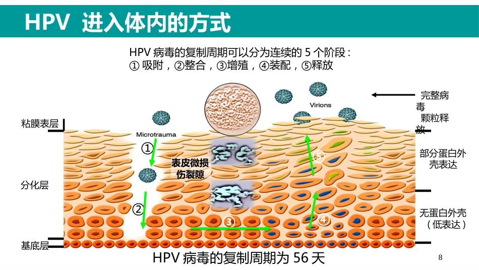HPV感染与临床防治-妇科左宏玲【63页】_第8页