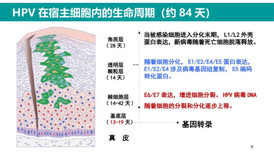 HPV感染与临床防治-妇科左宏玲【63页】_第9页
