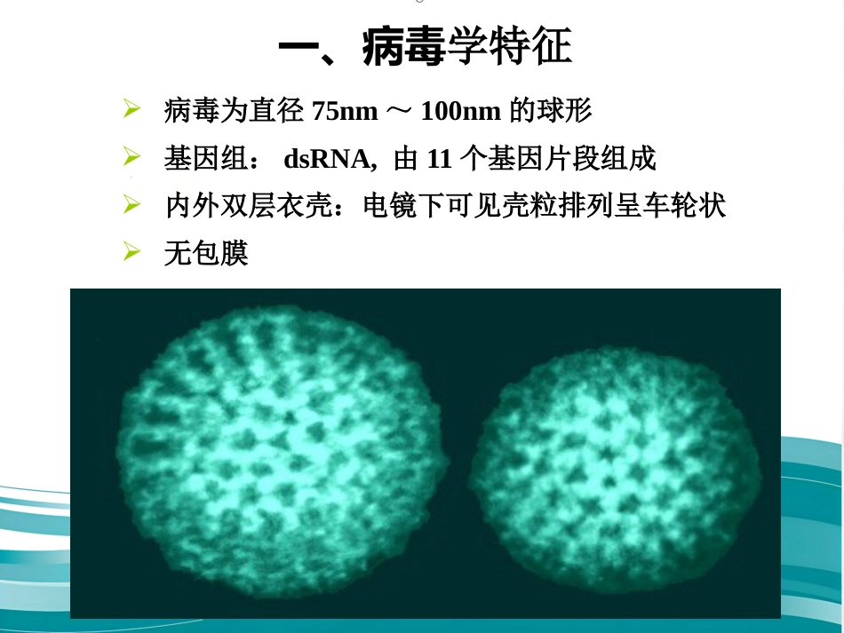 第一节 食品传播的病毒【67页】_第12页