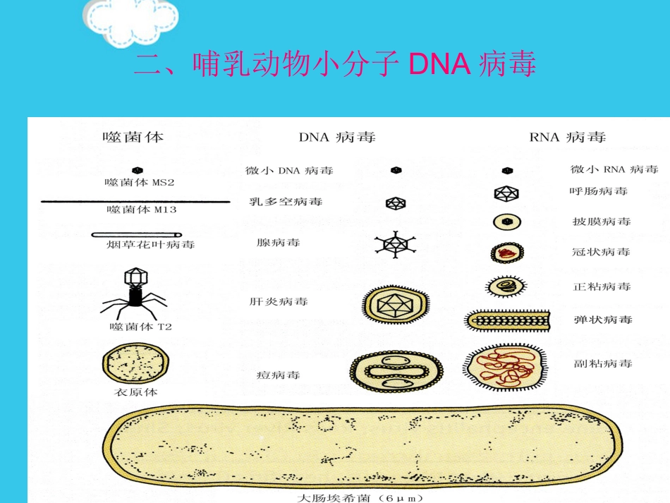 病毒基因组的表达及病毒感染对宿主细胞PPT优质资料【72页】_第10页