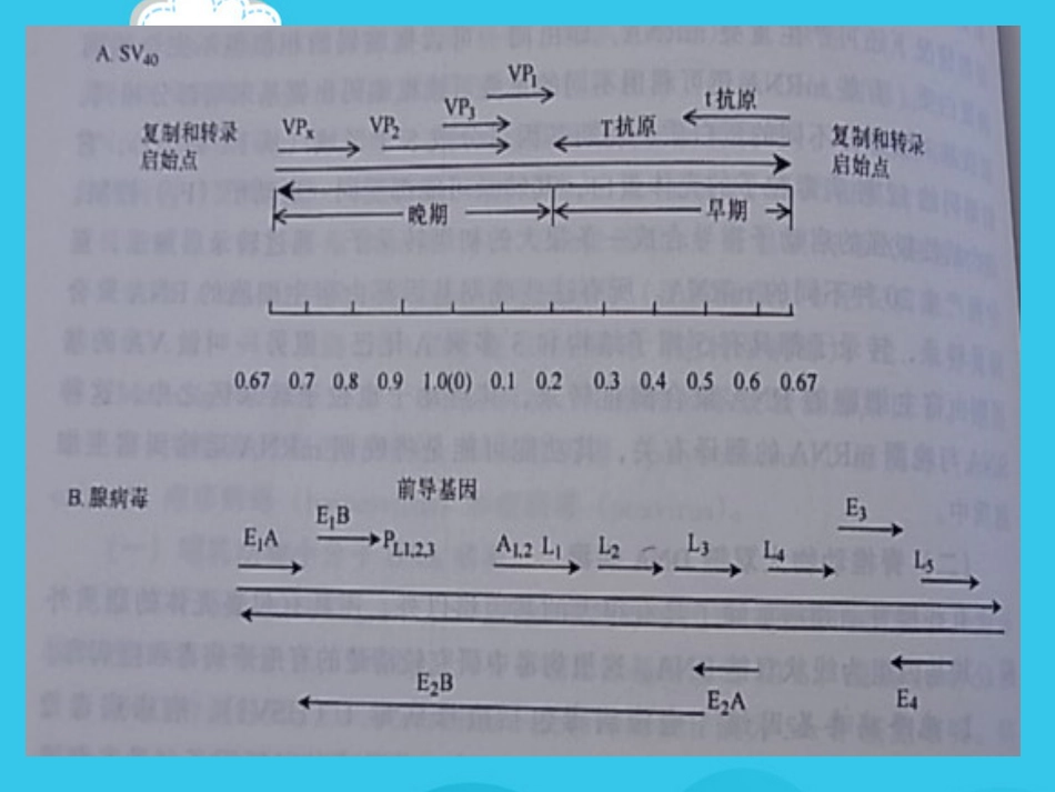 病毒基因组的表达及病毒感染对宿主细胞PPT优质资料【72页】_第13页