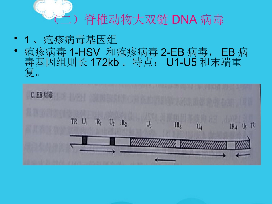 病毒基因组的表达及病毒感染对宿主细胞PPT优质资料【72页】_第15页
