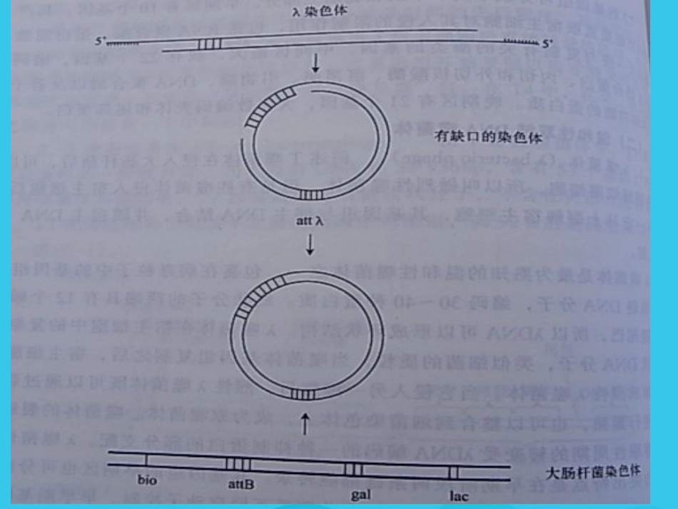 病毒基因组的表达及病毒感染对宿主细胞PPT优质资料【72页】_第7页
