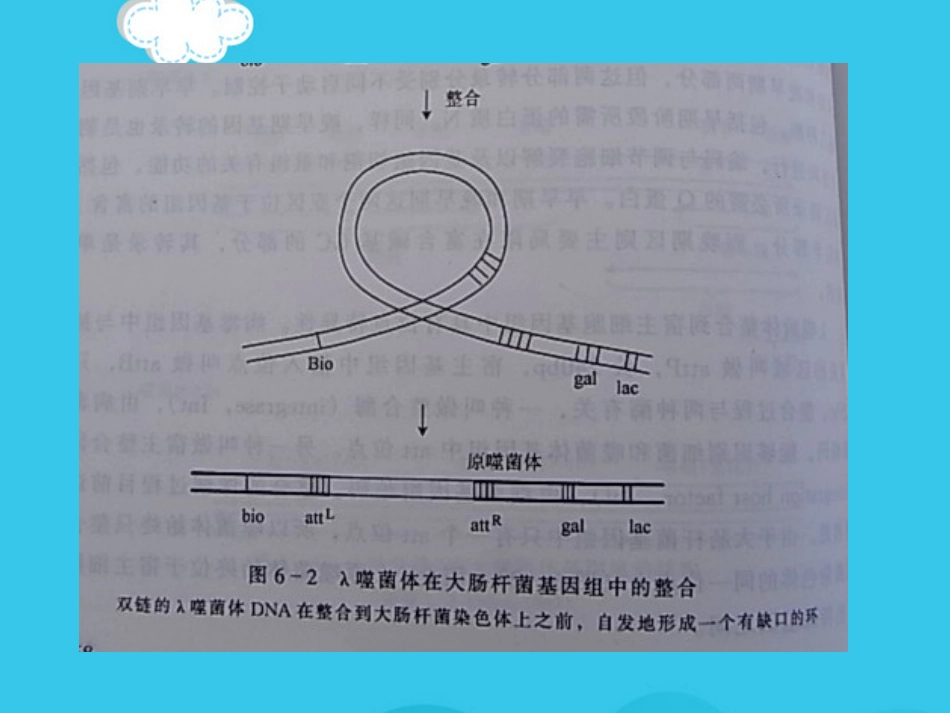 病毒基因组的表达及病毒感染对宿主细胞PPT优质资料【72页】_第8页