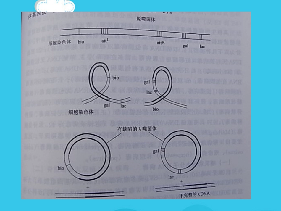 病毒基因组的表达及病毒感染对宿主细胞PPT优质资料【72页】_第9页