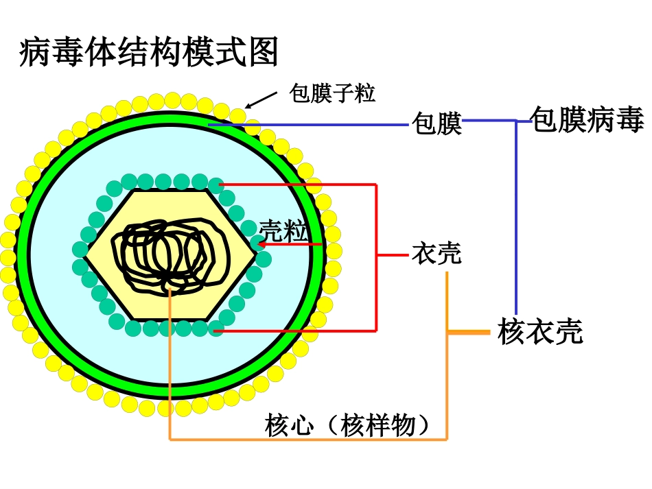 病毒的基本特征PPT【76页】_第13页