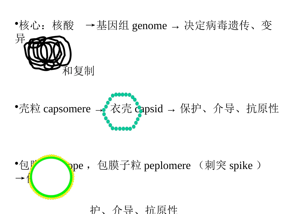 病毒的基本特征PPT【76页】_第14页