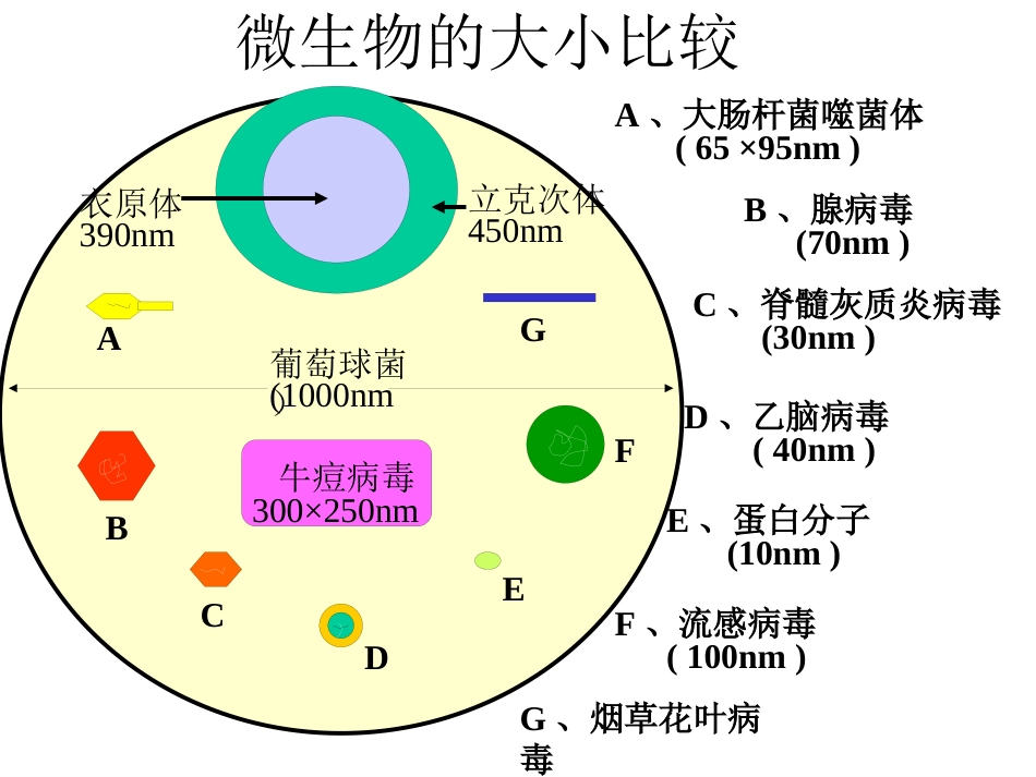 病毒的基本特征PPT【76页】_第8页