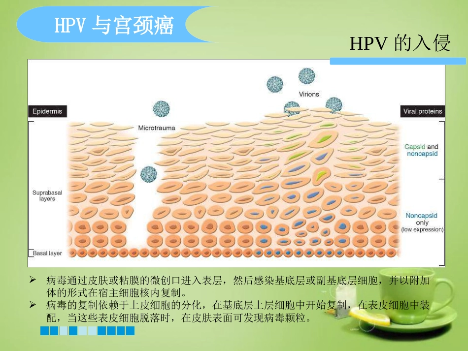 HPV分型检测的临床应用-基础版【76页】_第15页