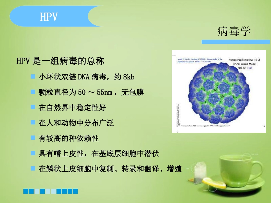 HPV分型检测的临床应用-基础版【76页】_第6页