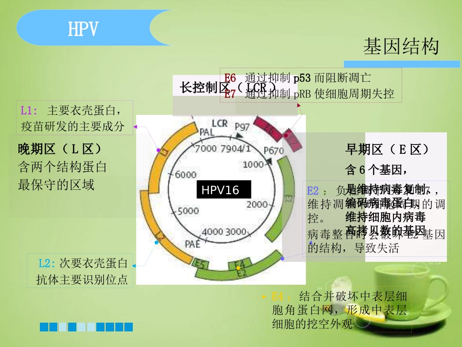HPV分型检测的临床应用-基础版【76页】_第7页