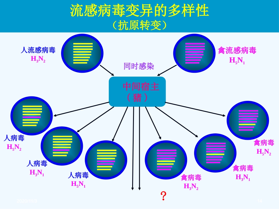 流感病毒感染【99页】_第14页