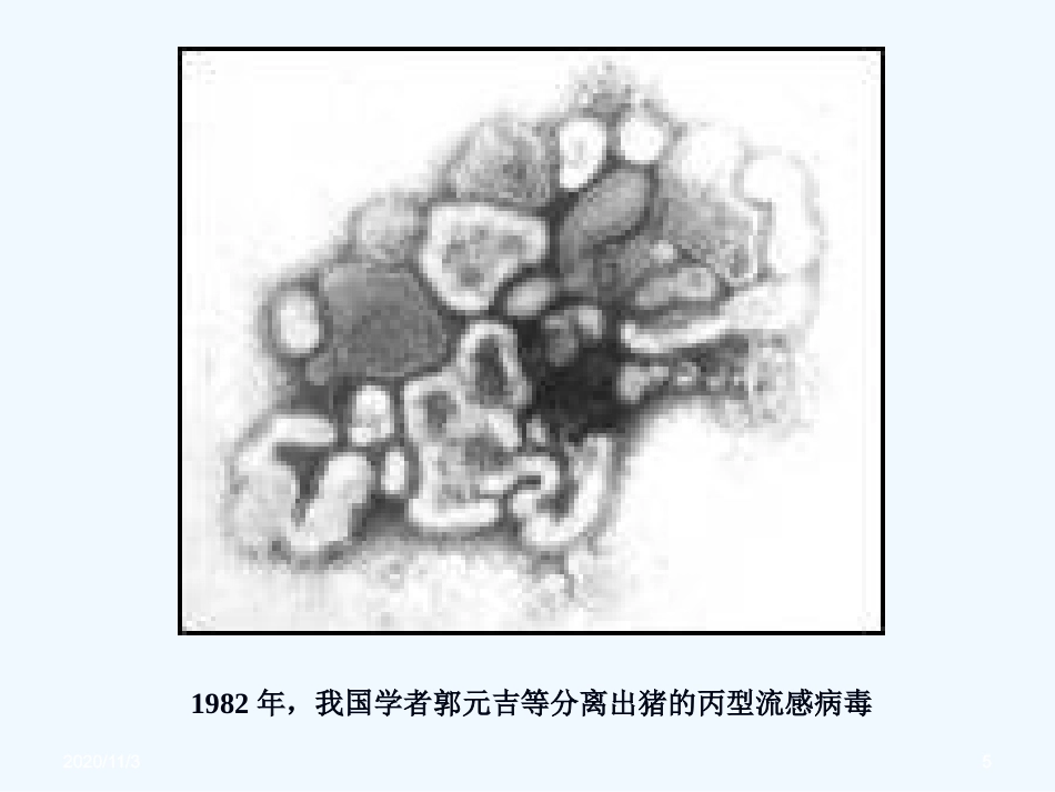 流感病毒感染【99页】_第5页