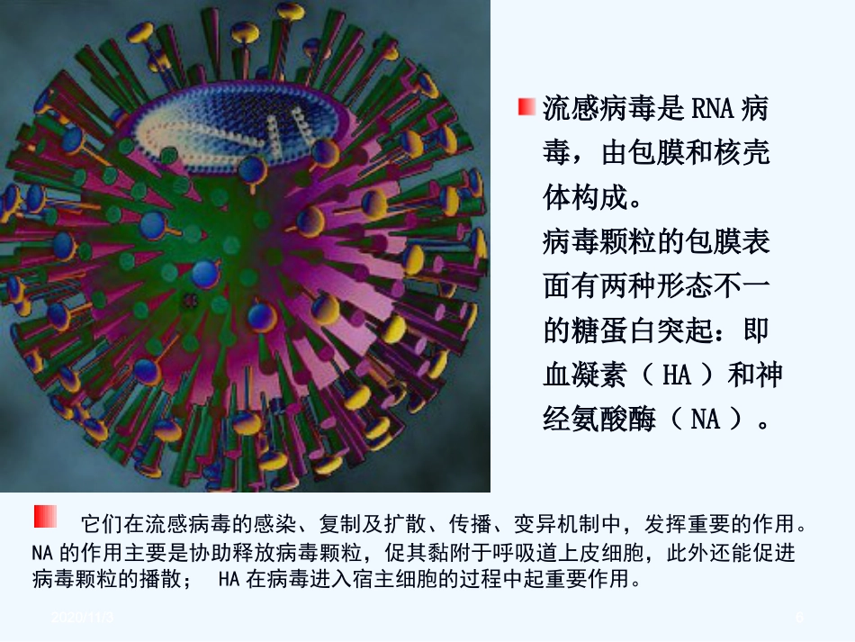 流感病毒感染【99页】_第6页