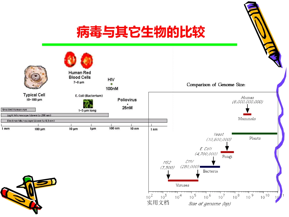 第二章病毒的基本特征【109页】_第3页