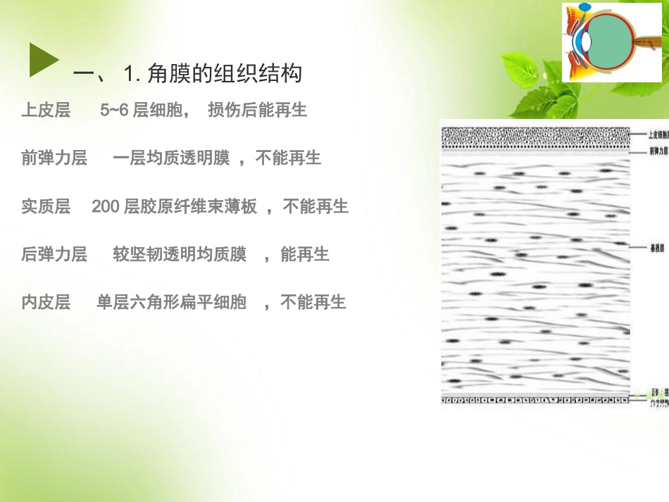 角膜 角膜炎_第2页