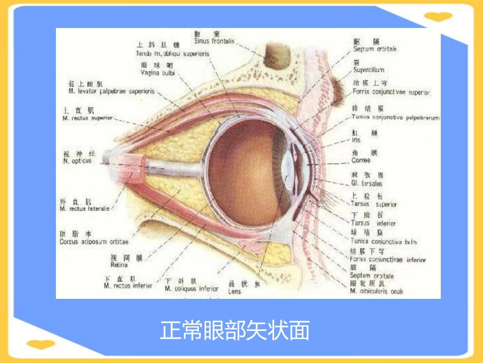 高压氧在眼科的应用PPT_第4页