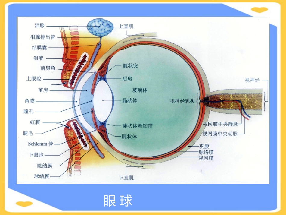 高压氧在眼科的应用PPT_第5页